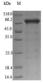 Neuroendocrine convertase 2 (Pcsk2), rat, recombinant