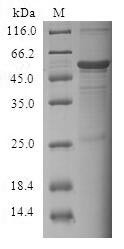 Cell death activator CIDE-3 (CIDEC), human, recombinant
