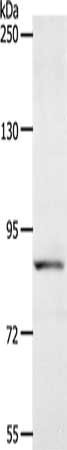 Anti-ACAD11