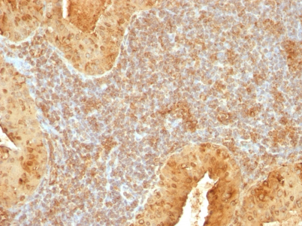 Anti-Cytochrome C (Mitochondrial Marker)(7H8.2C12), CF568 conjugate, 0.1mg/mL