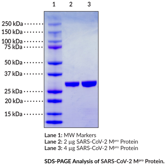 SARS-CoV-2 Mpro Protein