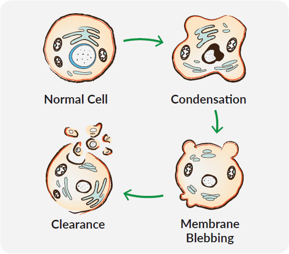 Cayman-Apoptosis