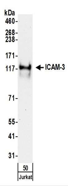 Anti-ICAM-3