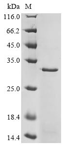 D (2) dopamine receptor (DRD2), partial, human, recombinant