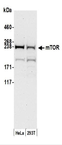 Anti-mTOR