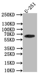 Anti-SLC1A2 Recombinant Monoclonal, clone 28F9