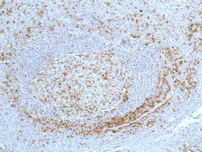 Anti-CD27 (human), Rabbit Monoclonal (RM501)