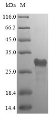 S-ribosylhomocysteine lyase (luxS), Bacillus subtilis, recombinant