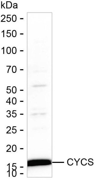 Anti-CYCS (recombinant antibody)