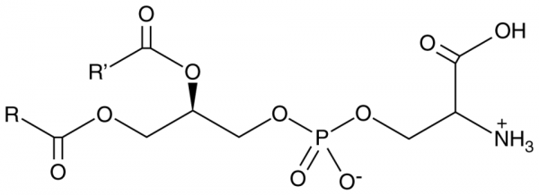 Phosphatidylserine (bovine)