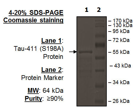 Tau-441 (S198A) Protein