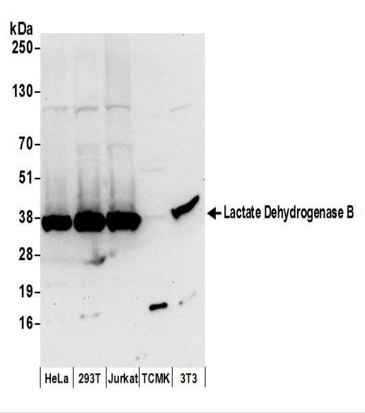 Anti-Lactate Dehydrogenase B/LDHB