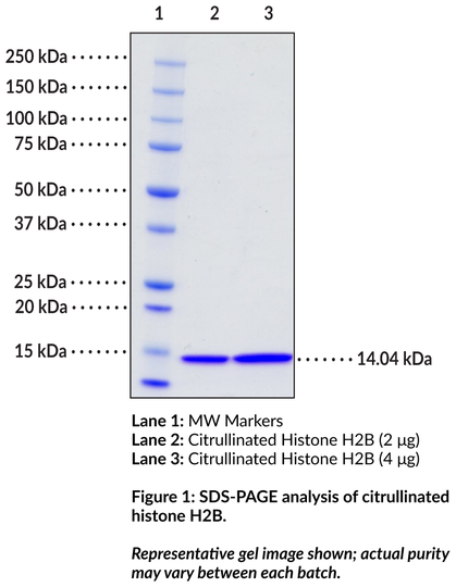 Citrullinated Histone H2B (human, recombinant)