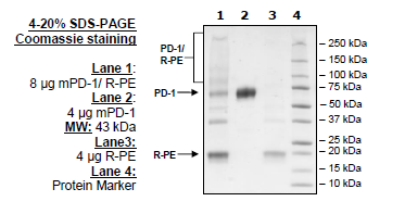 Mouse PD-1, Fc fusion, PE-labeled