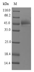 Fibroblast growth factor 12 (FGF12), human, recombinant