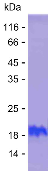 Recombinant Human ZMAT4 Protein