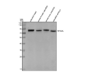 Anti-Zebrafish Npas4l / Cloche / Neuronal PAS domain-containing protein 4-like