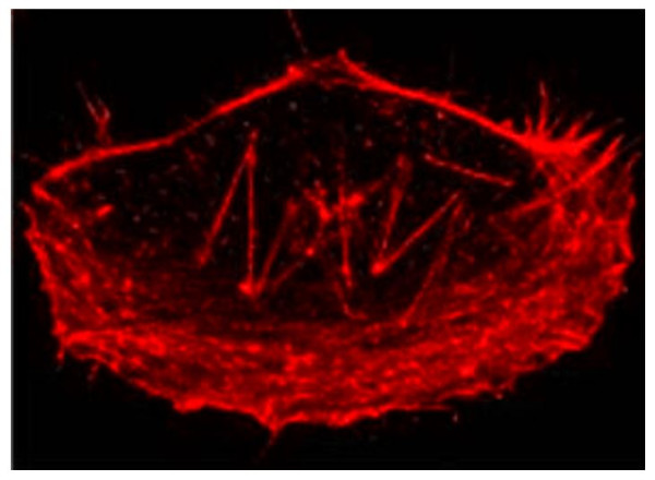 Anti-F-actin, clone NH3