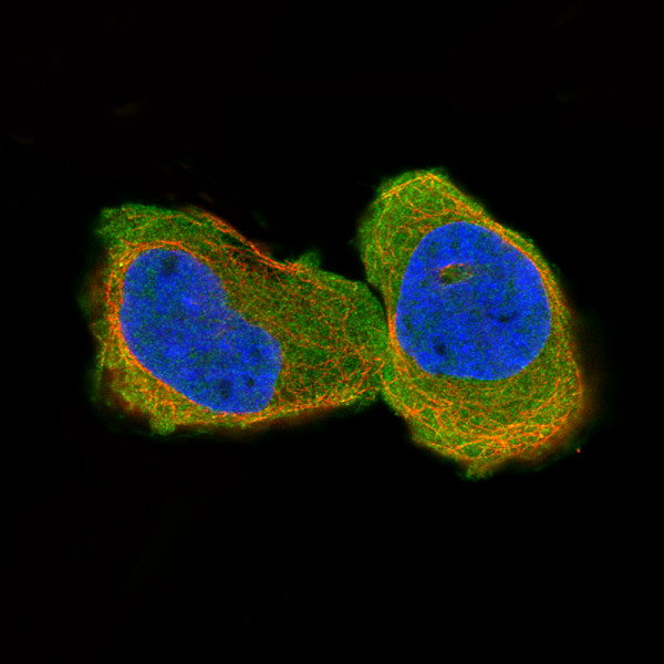 Anti-CNP, clone CL2887