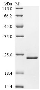 Metal cation symporter ZIP14 (SLC39A14), partial, human, recombinant