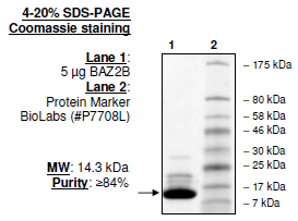 BAZ2B (2054-2168), human recombinant protein, N-terminal His tag