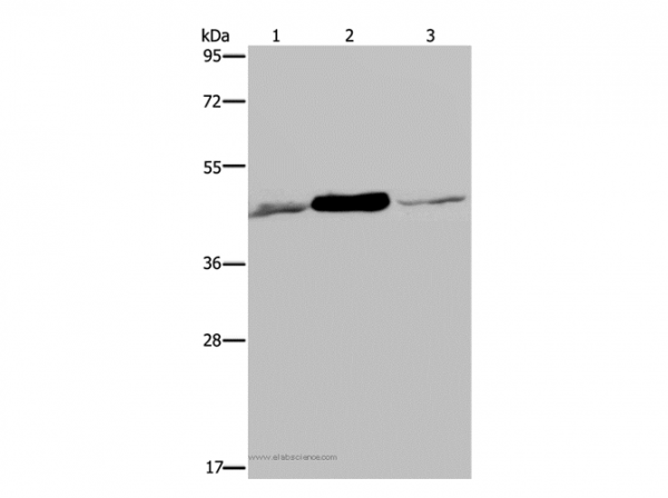 Anti-IDH2