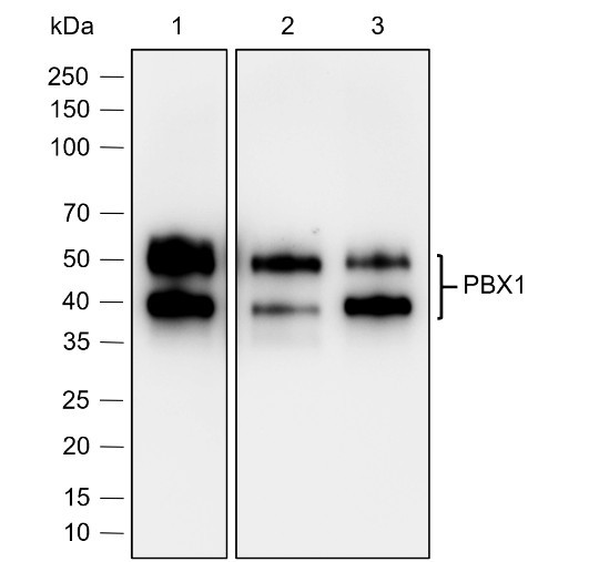 Anti-Recombinant PBX1, clone A777