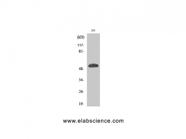 Anti-Phospho-p53 (Ser46)