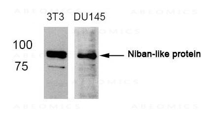 Anti-Niban-like protein (Ab-712)