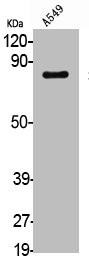 Anti-SP1