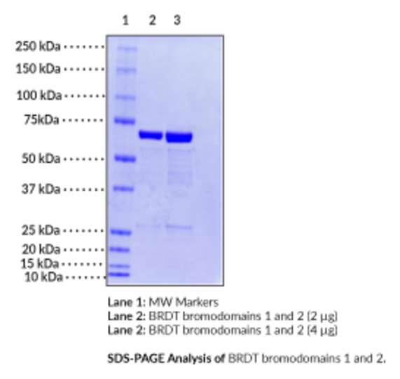 BRDT bromodomains 1 and 2 (human, recombinant)