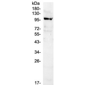 Anti-NFAT1 / NFATC2