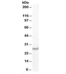 Anti-VTI1B