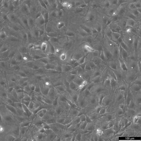 MC3T3-E1 Cells