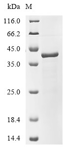 RNA-binding protein PNO1 (PNO1), human, recombinant