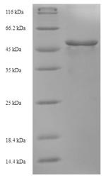 3-Oxoacyl-[acyl-carrier-protein] synthase 2 (fabF), Bacillus subtilis, recombinant