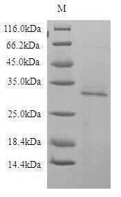 Bone marrow proteoglycan (PRG2), partial, human, recombinant