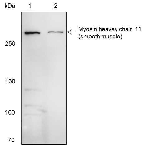 Anti-Recombinant Smooth Muscle Myosin heavy chain 11, clone A362
