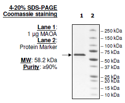 MAOA, human recombinant protein, His-tag, FLAG-tag