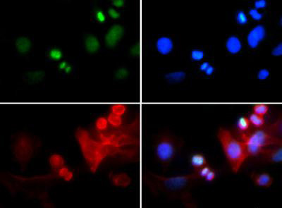 Anti-phospho-trimethyl-Histone H3 (Trimethyl Lys4, p Thr6)