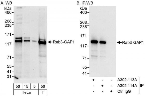 Anti-Rab3-GAP1