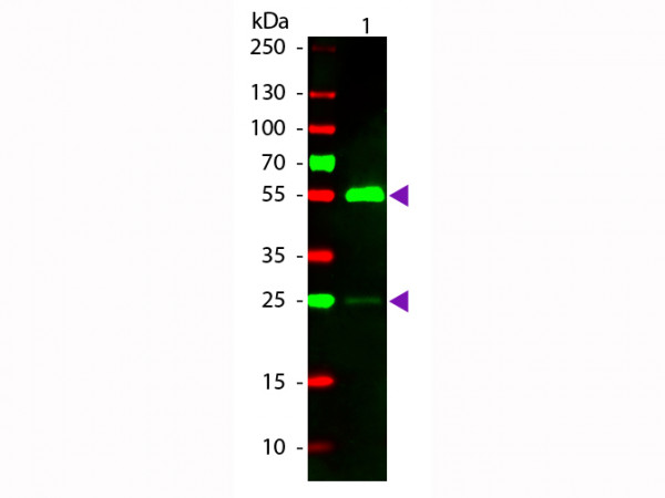 Anti-Human IgG (H&amp;L) [Rabbit] Rhodamine conjugated Fab fragment