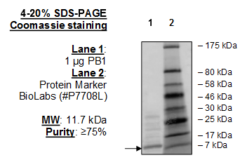PB1 (528-618), human recombinant protein, His-tag
