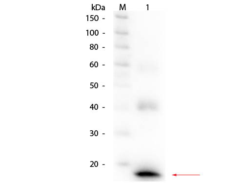 Anti-Interleukin-1beta (IL-1beta), Biotin conjugated