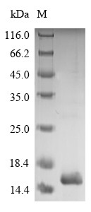 Mite group 2 allergen Der p 2 (DERP2), Dermatophagoides pteronyssinus, recombinant