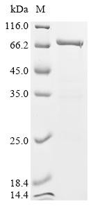 OX-2 membrane glycoprotein (Cd200), partial, Biotinylated, mouse, recombinant