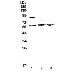 Anti-HSF2 / Heat shock factor 2