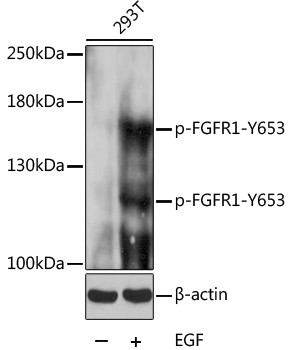 Anti-phospho-FGFR1-Y653