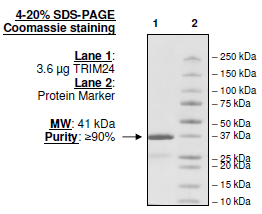 TRIM24 (TIF1) (896-1014), human recombinant, N-terminal GST-tag