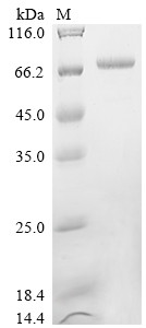 Elastase (lasB), partial, Pseudomonas aeruginosa, recombinant